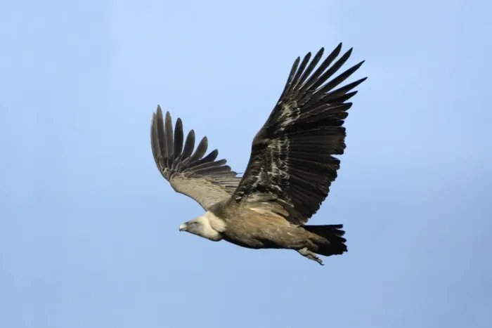 Framed Print : Griffon Vulture - in flight, Grazalema National Park, Andalucia, Spain Framed Print : Griffon Vulture - in flight, Grazalema National Park, Andalucia, Spain