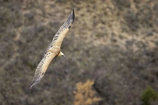 Griffon Vulture- In flight Gyps fulvus Segovia, Spain BI008925