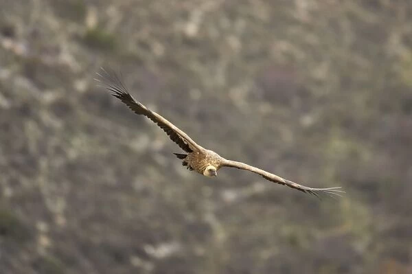 Griffon Vulture- In flight Gyps fulvus Segovia, Spain BI008917
