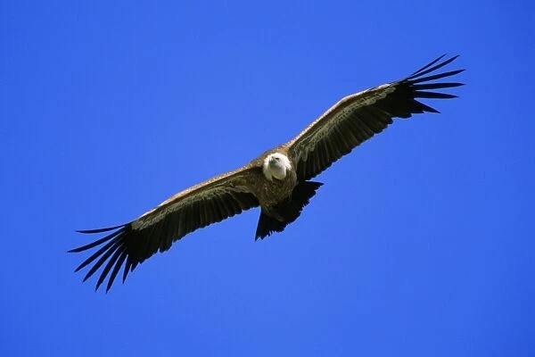Griffon Vulture - in flight, soaring Taejo National Park, Portugal