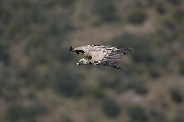 Griffon Vulture In flight - Spain October