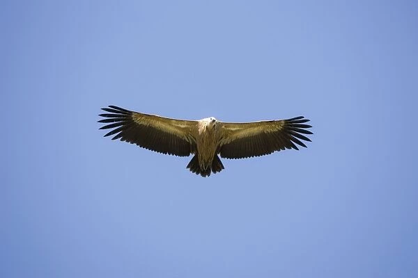 Griffon Vulture - in flight. Tarifa Spain February
