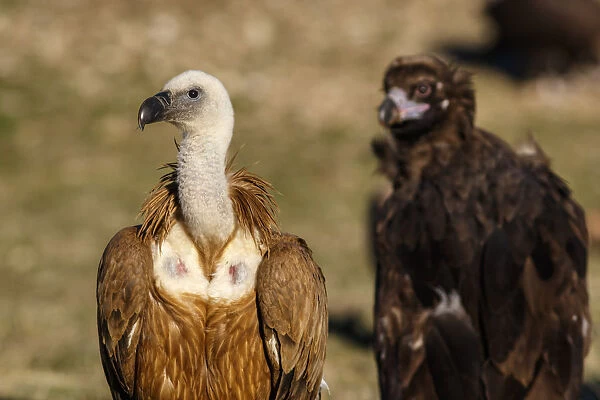 Griffon Vulture (Gyps fulvus) on field with Cinereous
