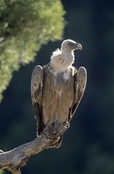 Griffon Vulture (Gysp fulvus) - Spain - Lives in a wide range of habitats including mountains-plateaus-steppe and even semi-desert-with abrupt rocky areas such as crags and canyons for nesting