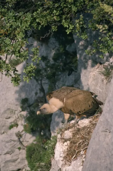 Framed Print : Griffon Vulture - at nest Framed Print : Griffon Vulture - at nest