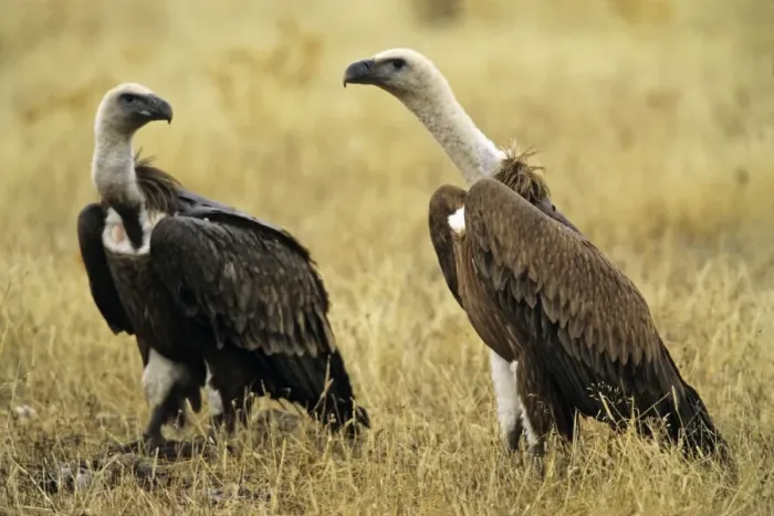 Framed Print : Griffon Vulture - pair on ground scavenging Taejo National Park, Portugal