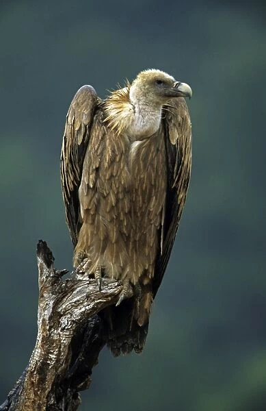 Griffon Vulture - Perched on tree stump. Spain