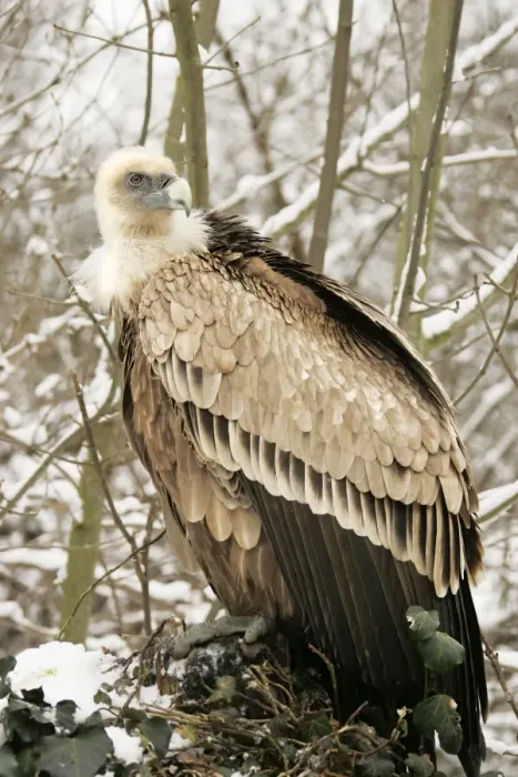 Framed Print : Griffon Vulture - in snow Framed Print : Griffon Vulture - in snow
