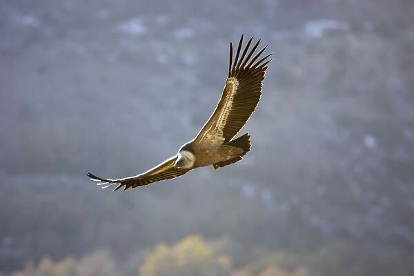 Griffon Vulture - soaring. Baronnies Village - Drome Provencale - France