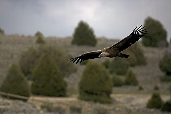 Griffon Vulture Soaring - Spain - Lives in a wide range of habitats including mountains-plateaus-steppe and even semi-desert-with abrupt rocky areas such as crags and canyons for nesting