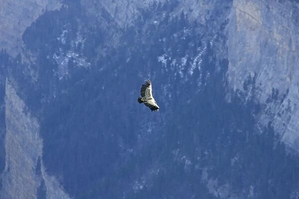 Griffon Vulture - soaring over a valley in The Pyrenees, November, Spain