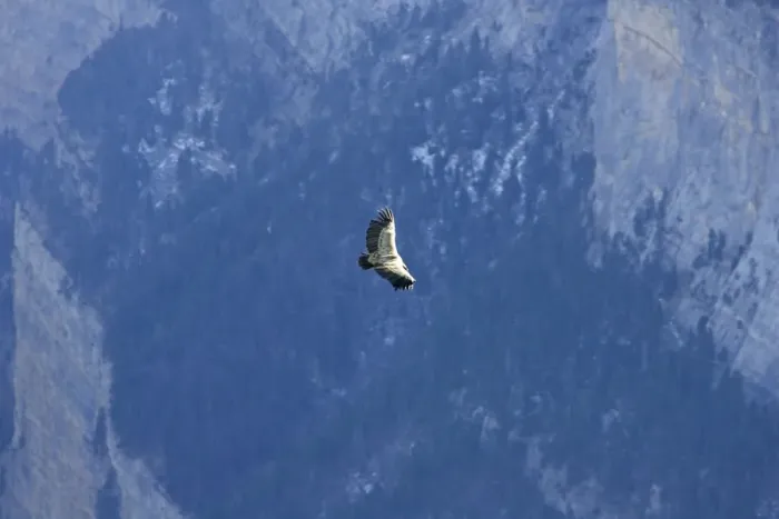 Framed Print : Griffon Vulture - soaring over a valley in The Pyrenees, November, Spain Framed Print : Griffon Vulture - soaring over a valley in The Pyrenees, November, Spain
