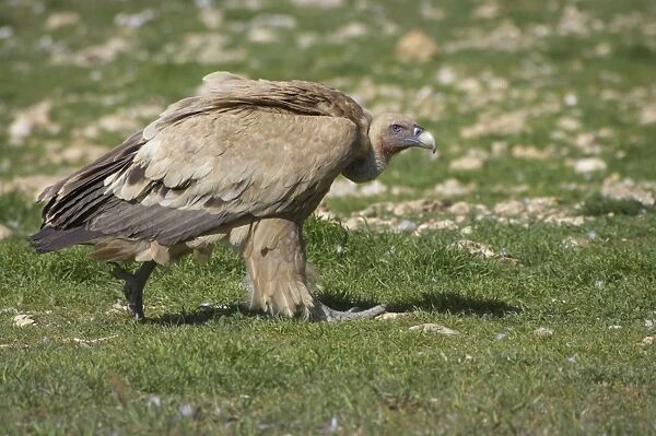 Griffon Vulture - Walking towards carcass Gyps fulvus Segovia, Spain BI009072