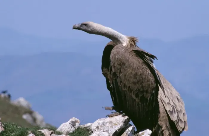 Framed Print : Griffon Vulture WAT 437 Gyps fulvus © M. Watson ARDEA LONDON Framed Print : Griffon Vulture WAT 437 Gyps fulvus © M. Watson ARDEA LONDON