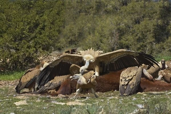 Griffon Vultures - Fighting at carcass Gyps fulvus WWF Reserve - Refugio de Rapaces Segovia, Spain BI008864