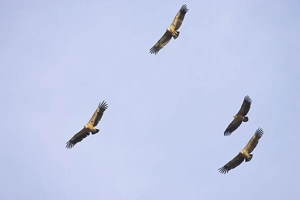 Griffon Vultures - In flight Gyps fulvus Segovia, Spain BI008910
