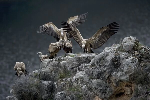 Griffon Vultures - Landing on rockmass. Spain - Lives in a wide range of habitats including mountains-plateaus-steppe and even semi-desert-with abrupt rocky areas such as crags and canyons for nesting