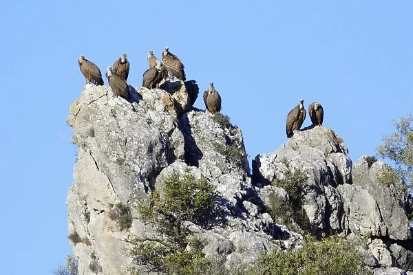 Griffon Vultures - perched on crag, Grazalema National Park, Andalucia Spain