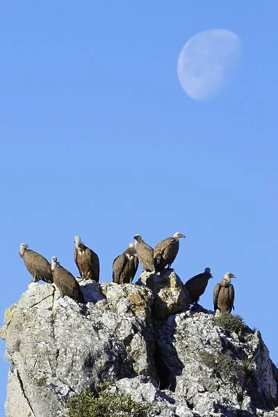 Griffon Vultures - perched on crag, Grazalema National Park, Andalucia Spain
