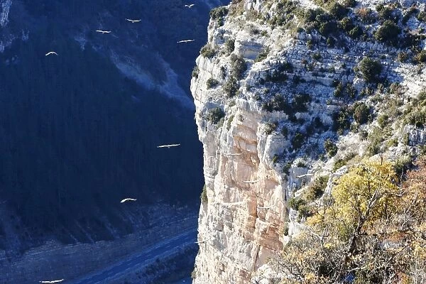 Griffon Vultures - soaring off end of cliff. Baronnies Village - Drome Provencale - France