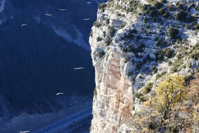 Framed Print : Griffon Vultures - soaring off end of cliff. Baronnies Village - Drome Provencale - France Framed Print : Griffon Vultures - soaring off end of cliff. Baronnies Village - Drome Provencale - France