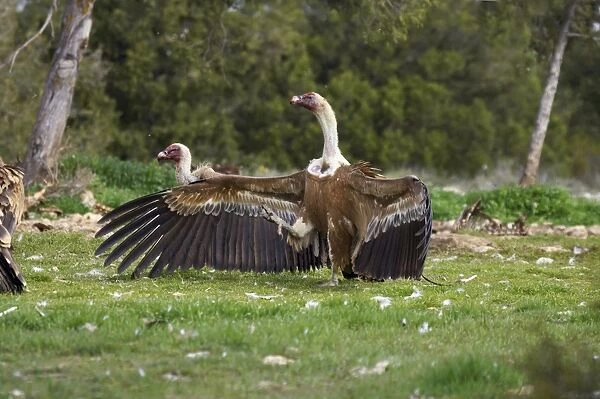 Griffon Vultures - Wings open and goose stepping Gyps fulvus Segovia, Spain BI009087