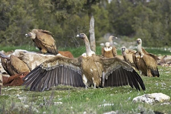 Griffon Vultures - Wings spread to asert dominance Gyps fulvus WWF Reserve - Refugio de Rapaces Segovia, Spain BI008747