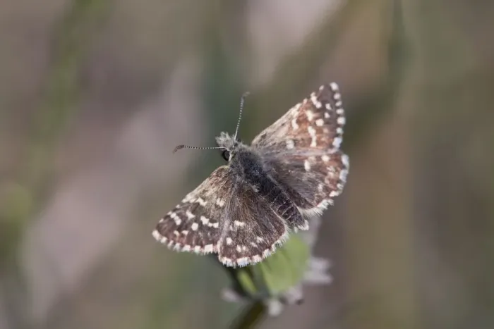 Framed Print : Grizzled Skipper - Summer - Spain Framed Print : Grizzled Skipper - Summer - Spain