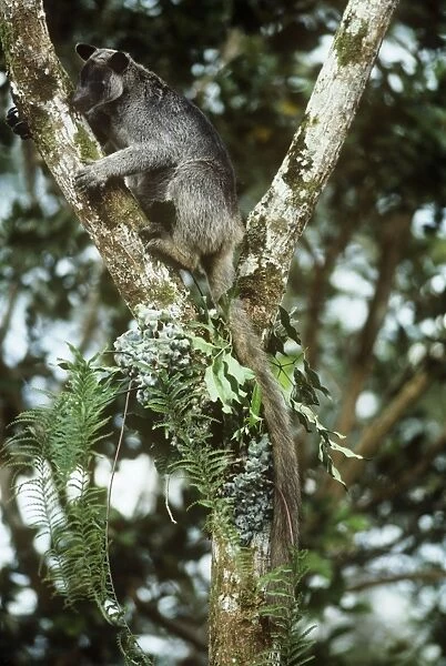 Grizzled Tree Kangaroo - New Guinea