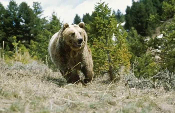 Framed Print : Grizzly Bear Framed Print : Grizzly Bear