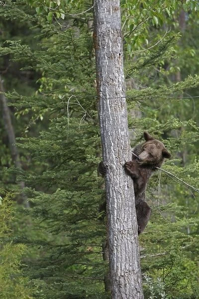 Grizzly Bear - 2 1 / 2 year climbing tree. Montana - United States