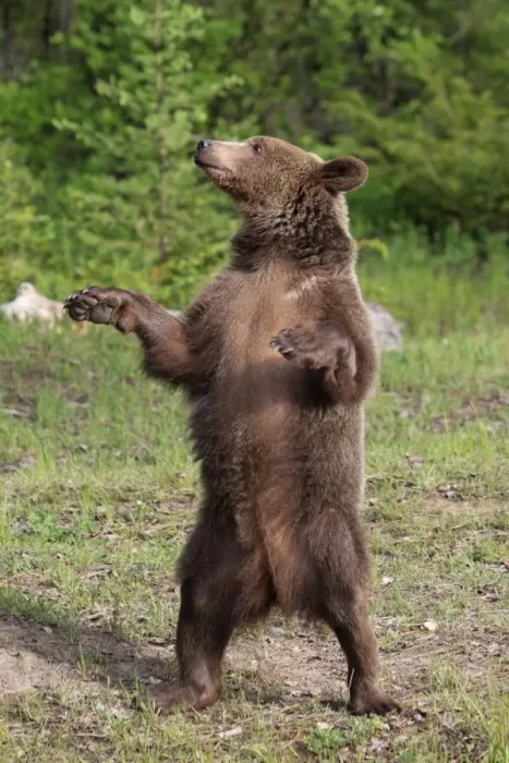 Framed Print : Grizzly Bear - 2 1 / 2 year old on hind legs. Montana - United States Framed Print : Grizzly Bear - 2 1 / 2 year old on hind legs. Montana - United States
