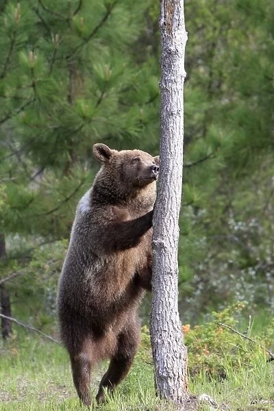 Grizzly Bear - 2 1 / 2 year old on hind legs about to climb tree. Montana - United States