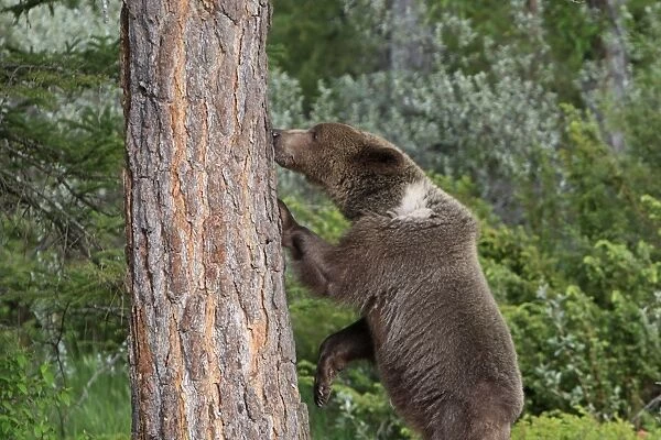 Grizzly Bear - 2 1 / 2 year old with front paws on tree trunk. Montana - United States