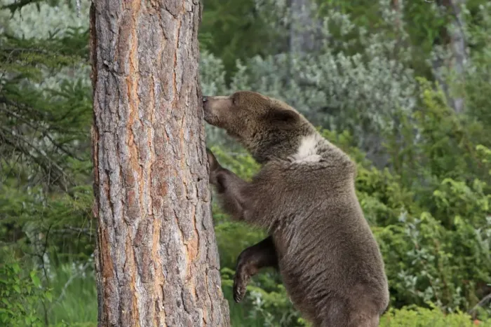 Framed Print : Grizzly Bear - 2 1 / 2 year old with front paws on tree trunk. Montana - United States