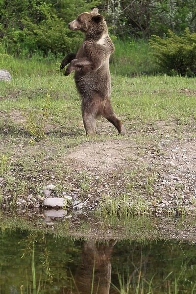Grizzly Bear - 2 1 / 2 year old walking on hind legs. Montana - United States