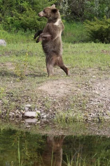 Framed Print : Grizzly Bear - 2 1 / 2 year old walking on hind legs. Montana - United States Framed Print : Grizzly Bear - 2 1 / 2 year old walking on hind legs. Montana - United States