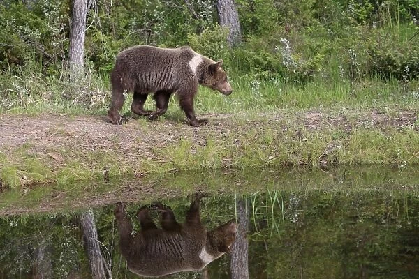 Grizzly Bear - 2 1 / 2 year old walking by water. Montana - United States