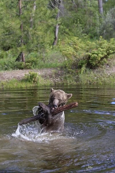 Grizzly Bear - 2 1 / 2 year in water playing with branch. Montana - United States