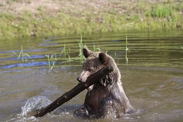 Grizzly Bear - 2 1 / 2 year in water playing with branch. Montana - United States