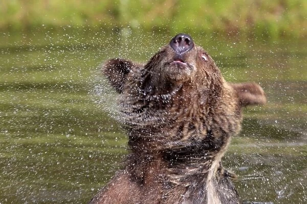 Grizzly Bear - 2 1 / 2 year in water shaking head. Montana - United States