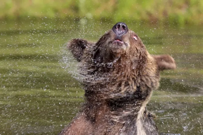 Framed Print : Grizzly Bear - 2 1 / 2 year in water shaking head. Montana - United States Framed Print : Grizzly Bear - 2 1 / 2 year in water shaking head. Montana - United States