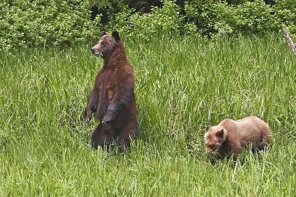 Grizzly Bear - adult & cub eating grass. Khuzemateen Grizzly Bear Sanctuary - British Colombia - Canada