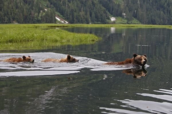 Grizzly Bear - adult & cub swimming in estuary. Khuzemateen Grizzly Bear Sanctuary - British Colombia - Canada