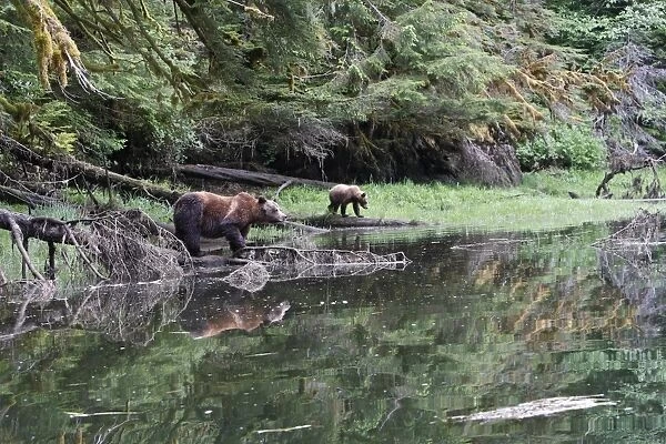 Grizzly Bear - adult & cub at water's edge. Khuzemateen Grizzly Bear Sanctuary - British Colombia - Canada