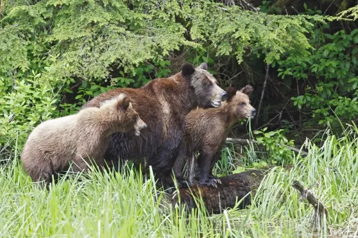 Framed Print : Grizzly Bear - adult with two cubs eating grass. Khuzemateen Grizzly Bear Sanctuary - British Colombia - Canada Framed Print : Grizzly Bear - adult with two cubs eating grass. Khuzemateen Grizzly Bear Sanctuary - British Colombia - Canada
