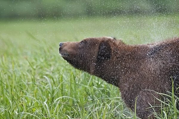 Grizzly Bear - adult shaking water off. Khuzemateen Grizzly Bear Sanctuary - British Colombia - Canada