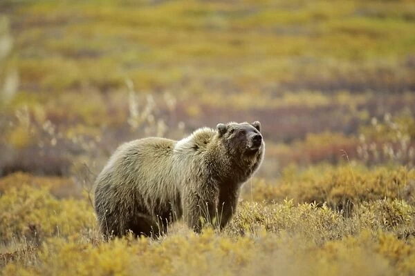 Grizzly Bear Alaskan tundra. MA115