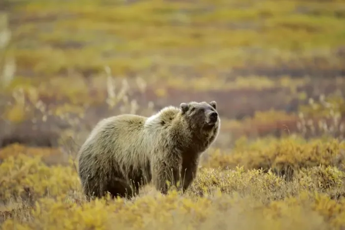 Framed Print : Grizzly Bear Alaskan tundra. MA115 Framed Print : Grizzly Bear Alaskan tundra. MA115