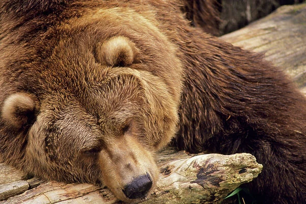 Grizzly Bear - Asleep on dead tree log